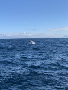 whale breaching at the coast of hermanus