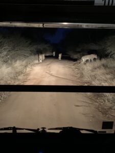 lions on safari at kruger national park
