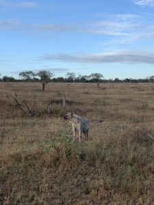 hyena on a bush walk in safari kruger national park