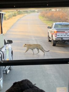 lepoard crossing a road in kruger national park