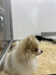 dog in a pet shop