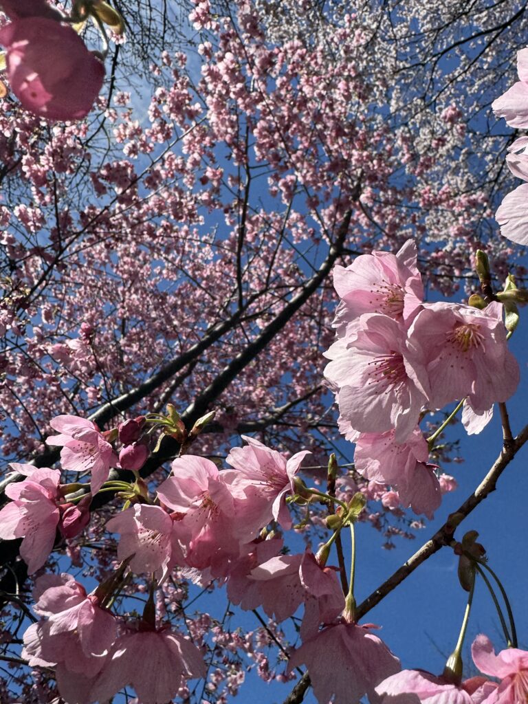 sakura cherry blossom tokyo sakura cherry blossom tokyo