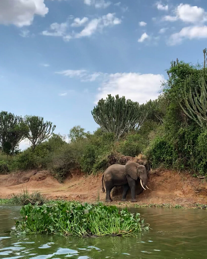 elephant by the kazinga channel uganda