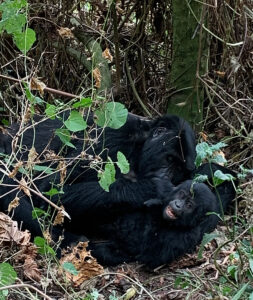 baby and mom gorilla in ugandan jungle in the wild