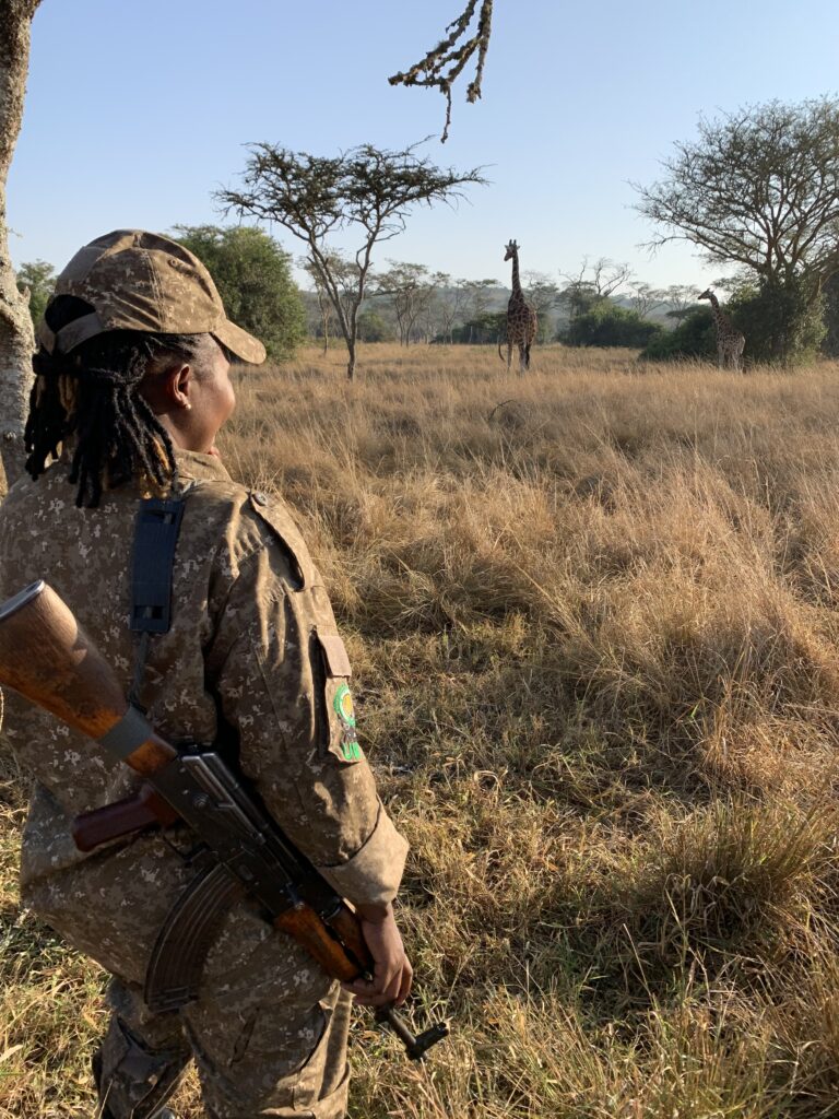 ranger in mburo np safari with giraffes