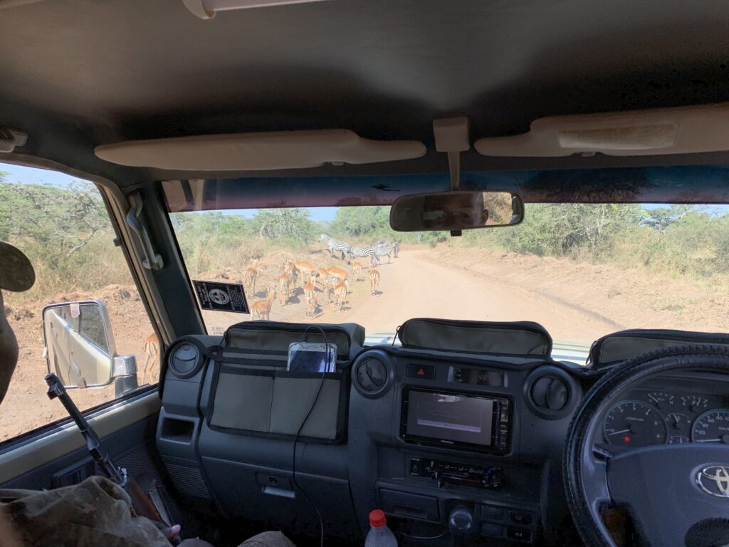car in safari, gazelles and zebras on the road