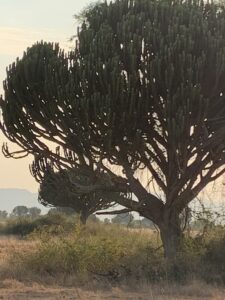 leopard in the tree, uganda