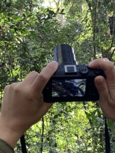taking a photo of chimpanzee
