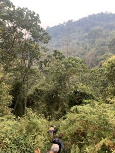bwindi impenetrable forest