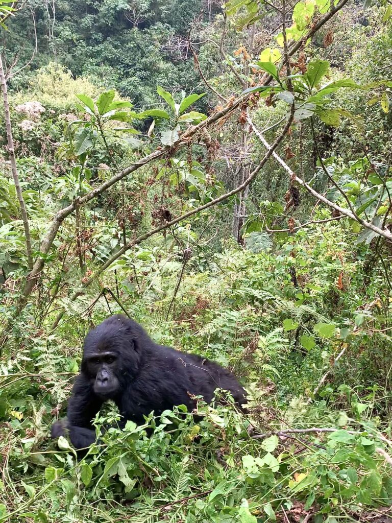 gorilla in uganda in the wild, bwindi impenetrable forest