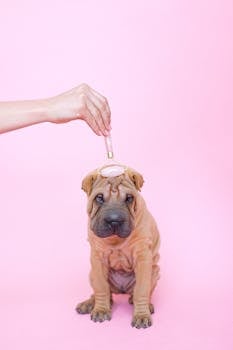 Adorable Shar Pei puppy being pampered with a facial roller against a pink backdrop.